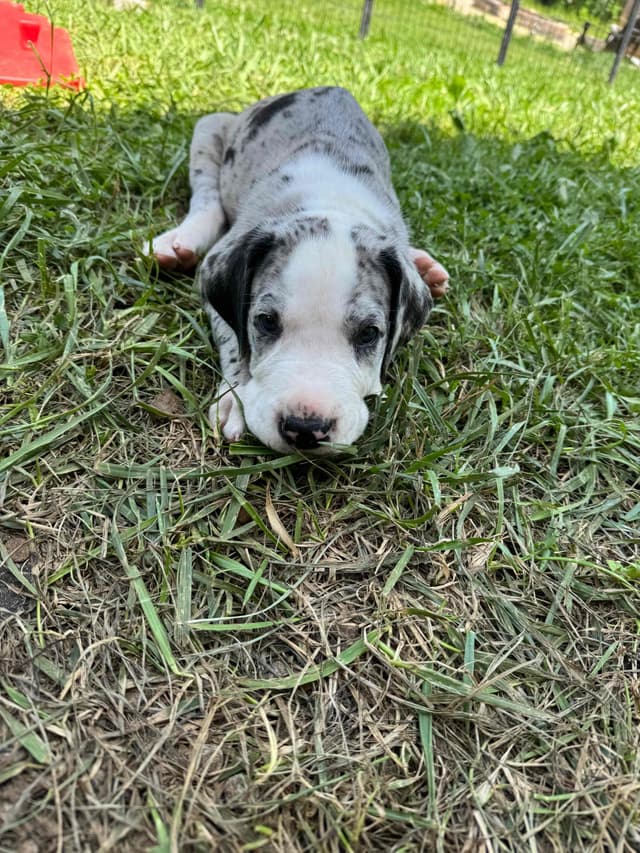 Great Dane Puppies media 2