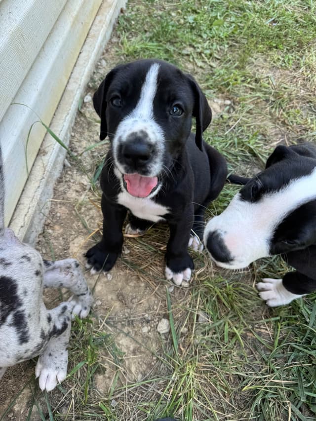 Great Dane Puppies media 3