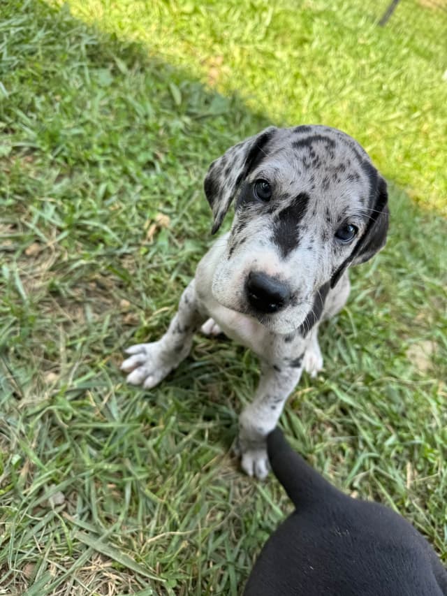 Great Dane Puppies media 4