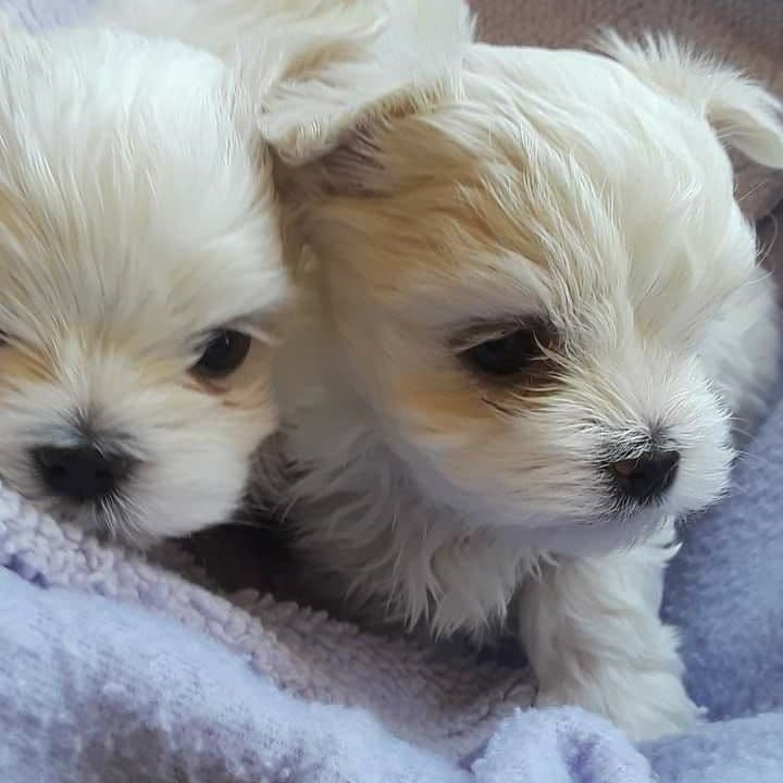 Maltese Puppies breeder image 2
