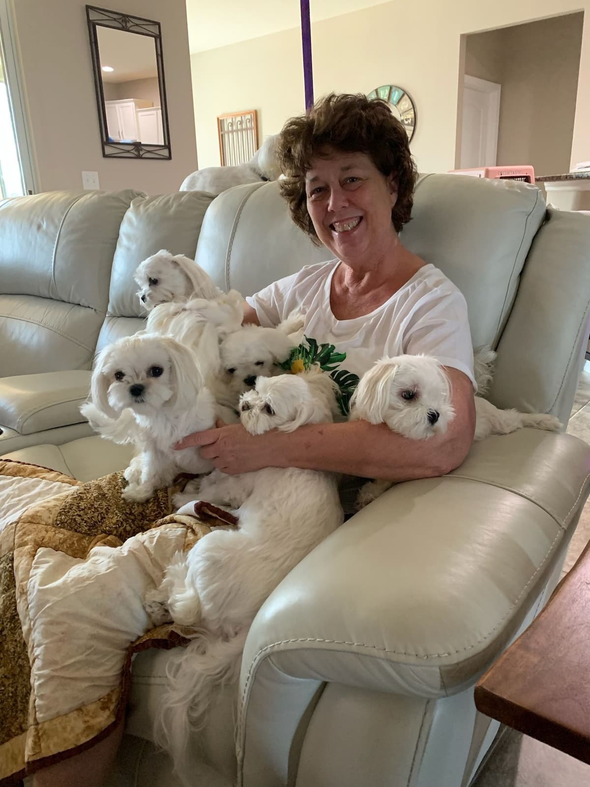 Maltese Puppies breeder image 3