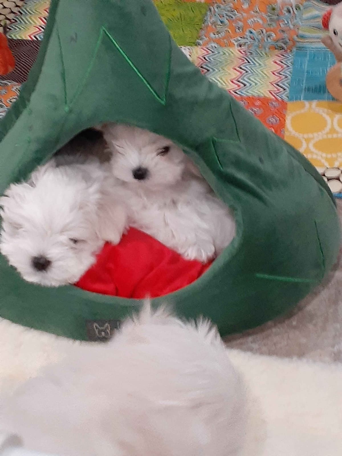 Maltese Puppies breeder image 4