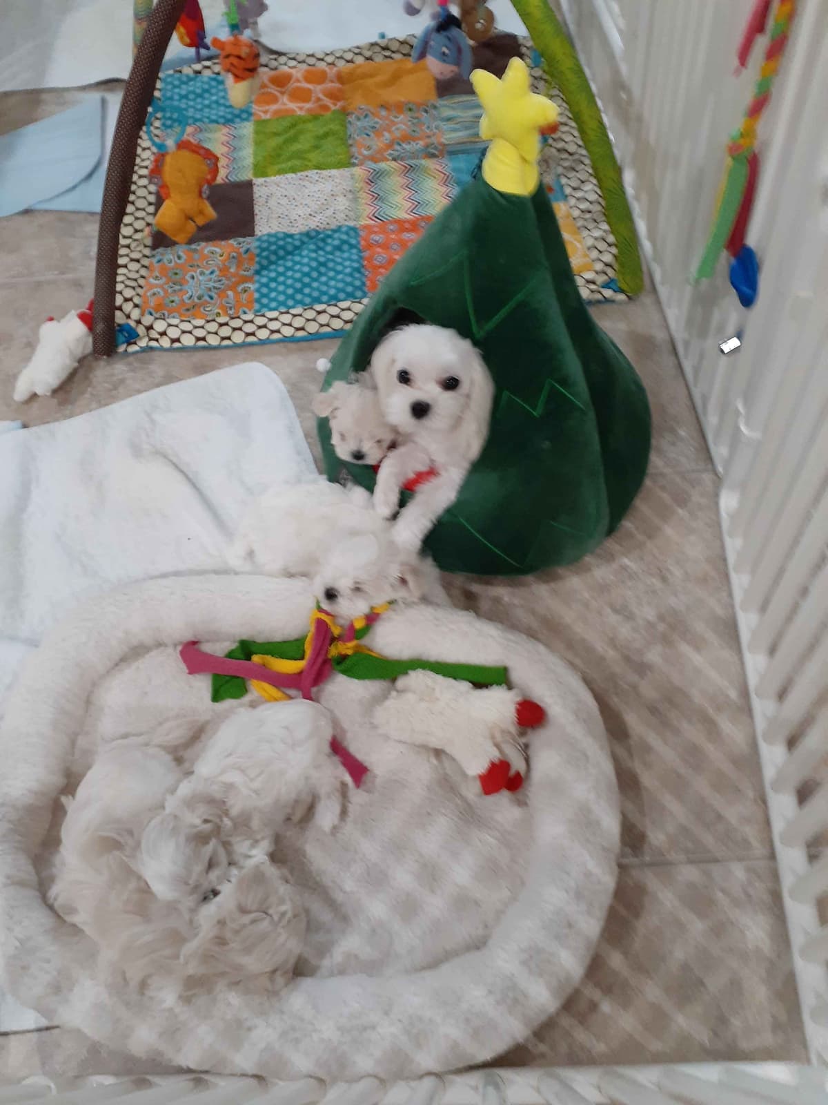 Maltese Puppies breeder image 5