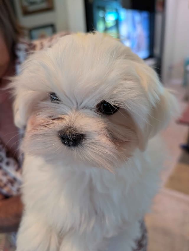 Maltese Puppies media 2