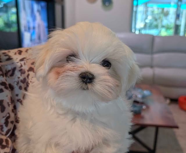 Maltese Puppies media 3
