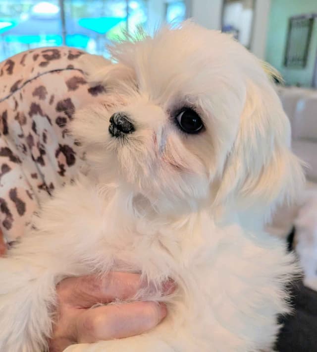 Maltese Puppies media 4