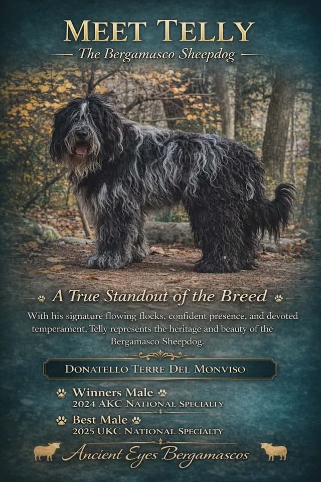 Bergamasco Sheepdog Puppies media 2
