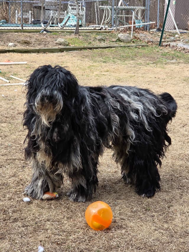 Bergamasco Sheepdog Puppies media 4