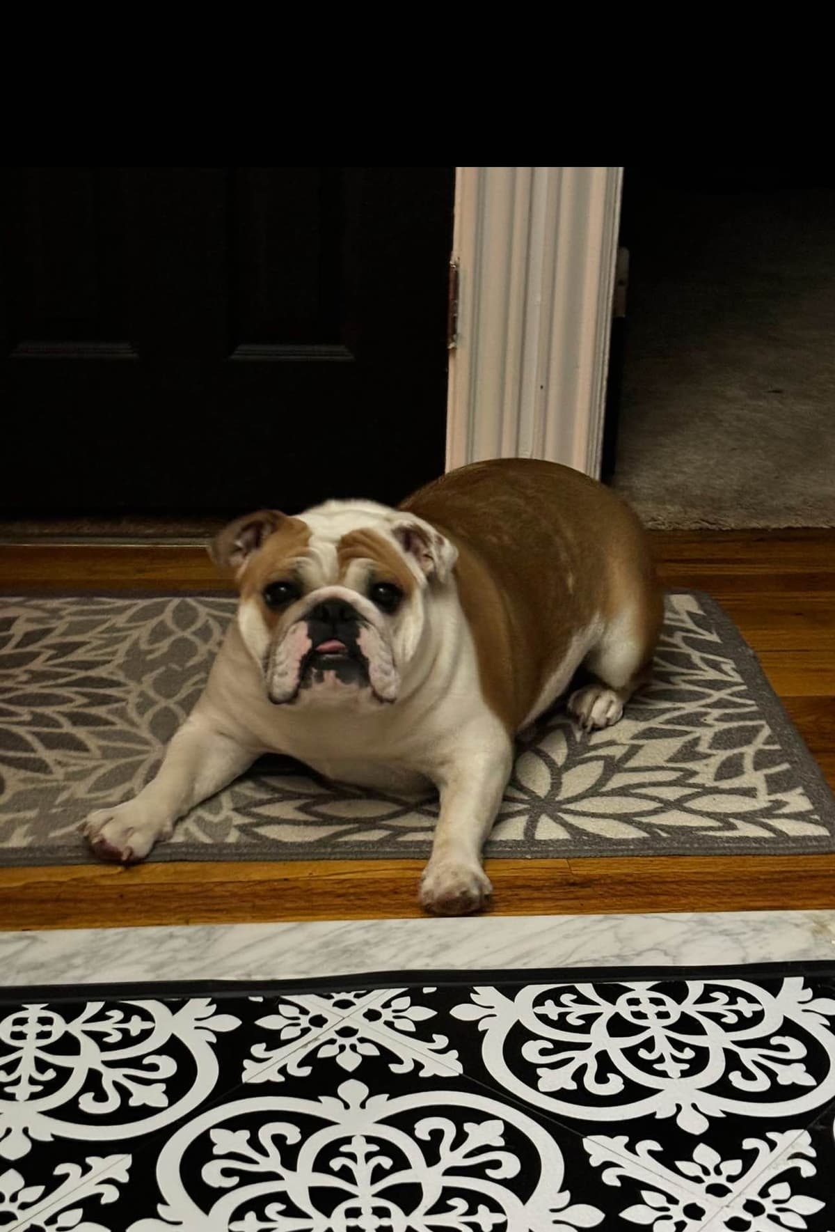 English Bulldog Puppies! breeder image 1