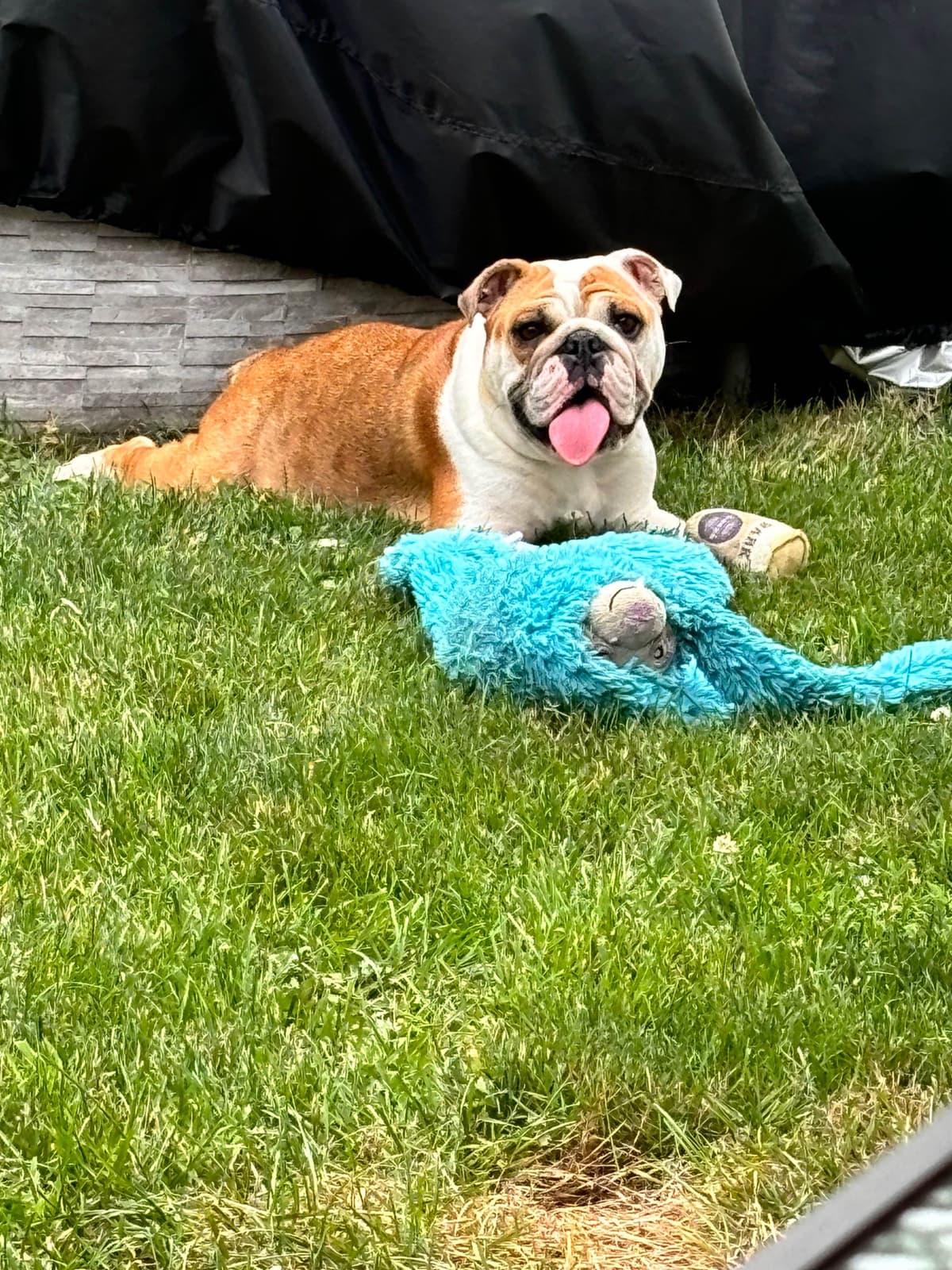 English Bulldog Puppies! breeder image 5