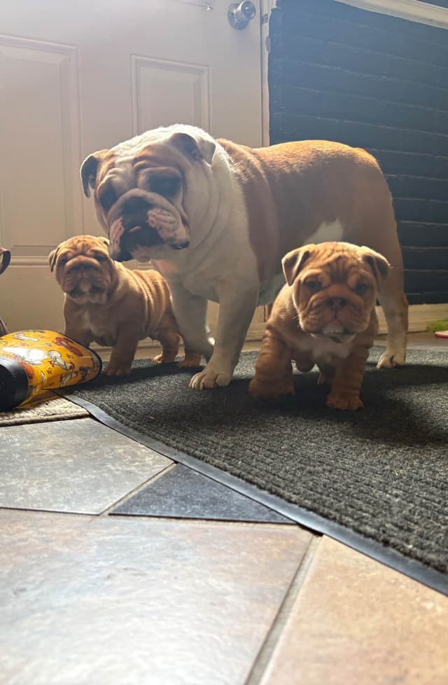 English Bulldog Puppies! media 3