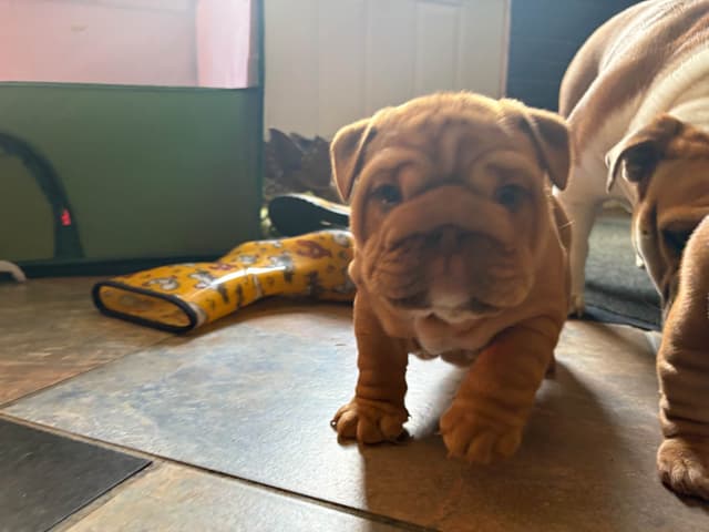 English Bulldog Puppies! media 2
