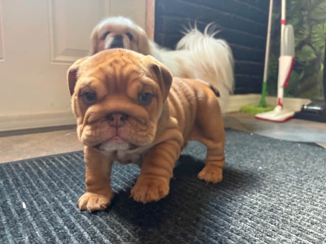 English Bulldog Puppies! media 4