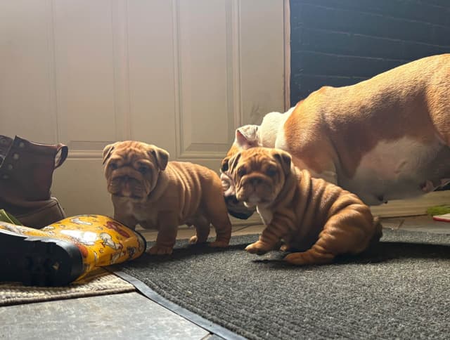 English Bulldog Puppies! media 5