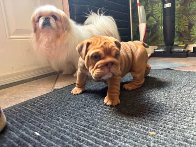 English Bulldog Puppies! media 7