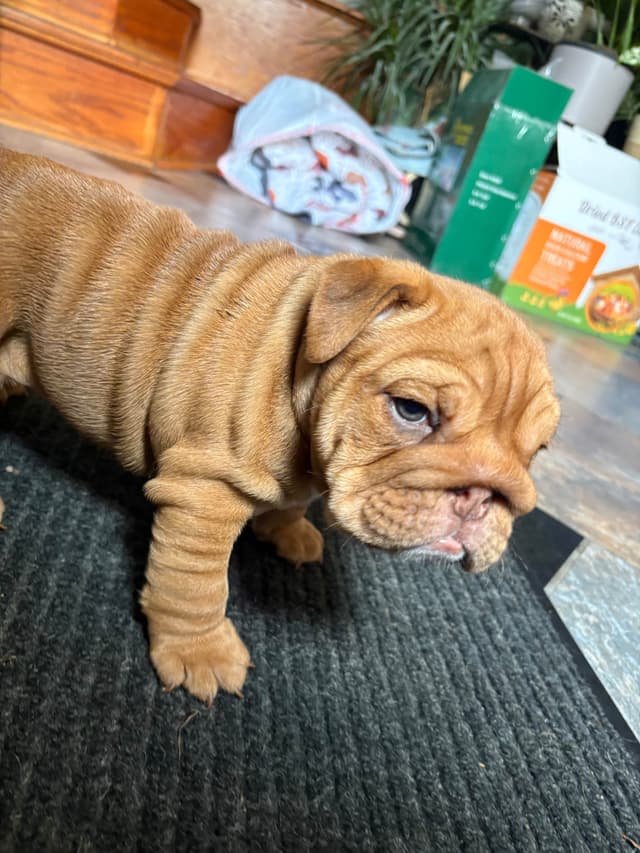 English Bulldog Puppies! media 10