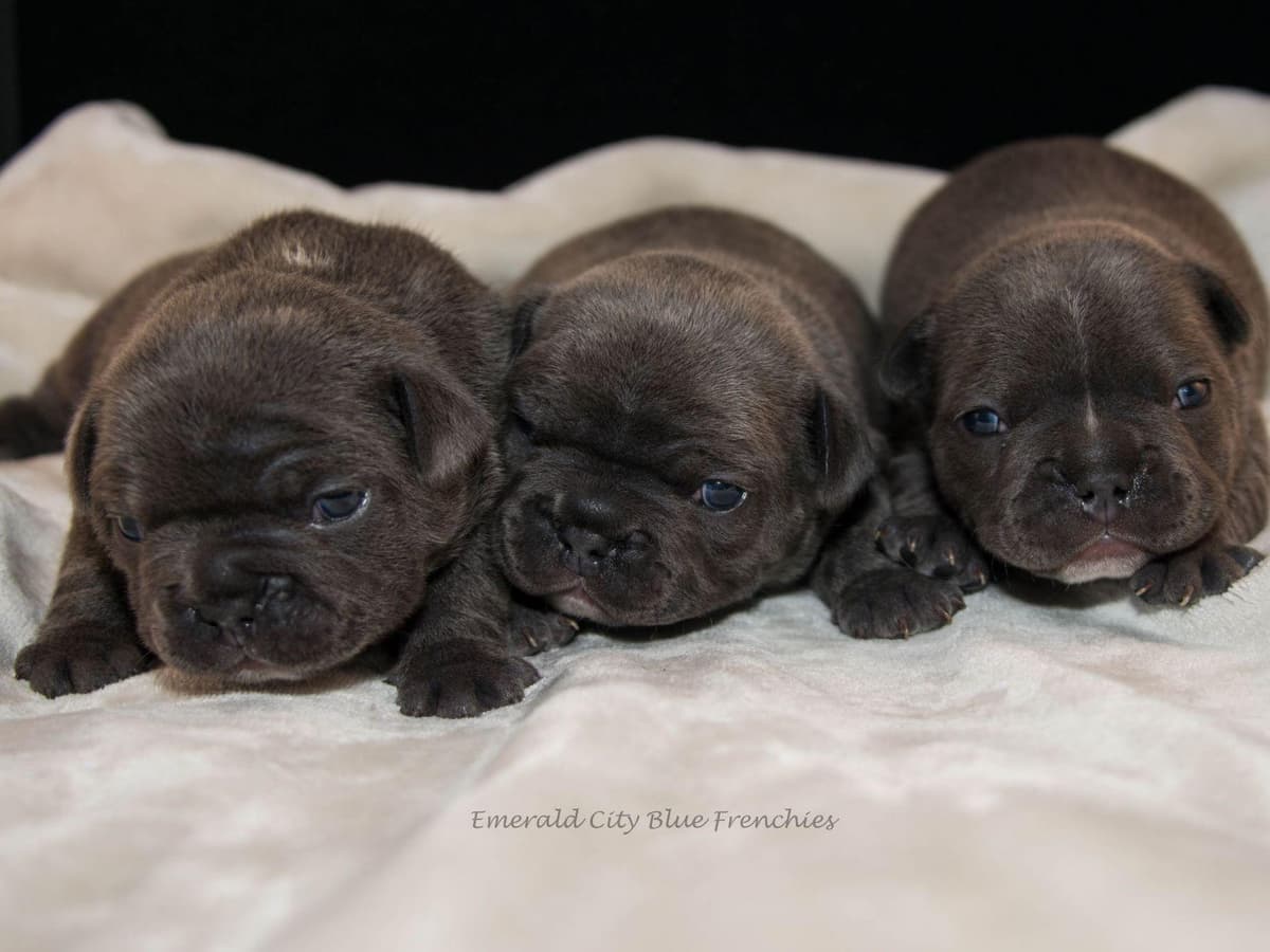 French Bulldog Puppies breeder image 12