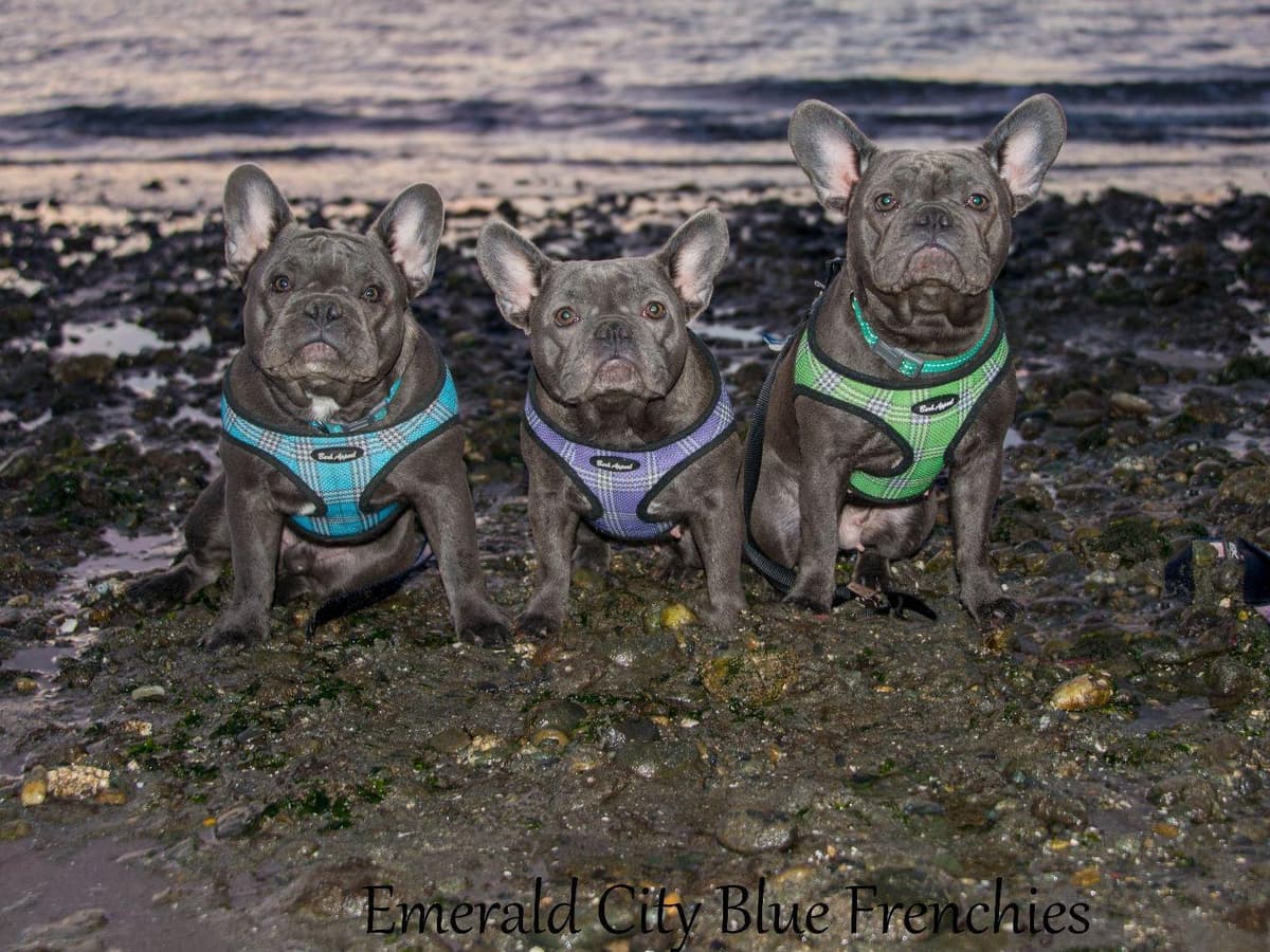 French Bulldog Puppies breeder image 4