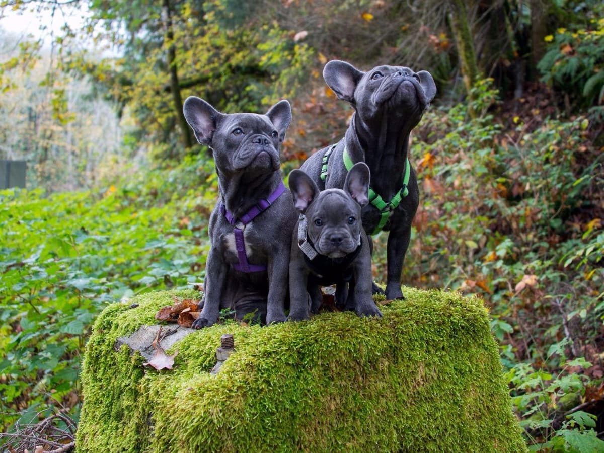 French Bulldog Puppies breeder image 1