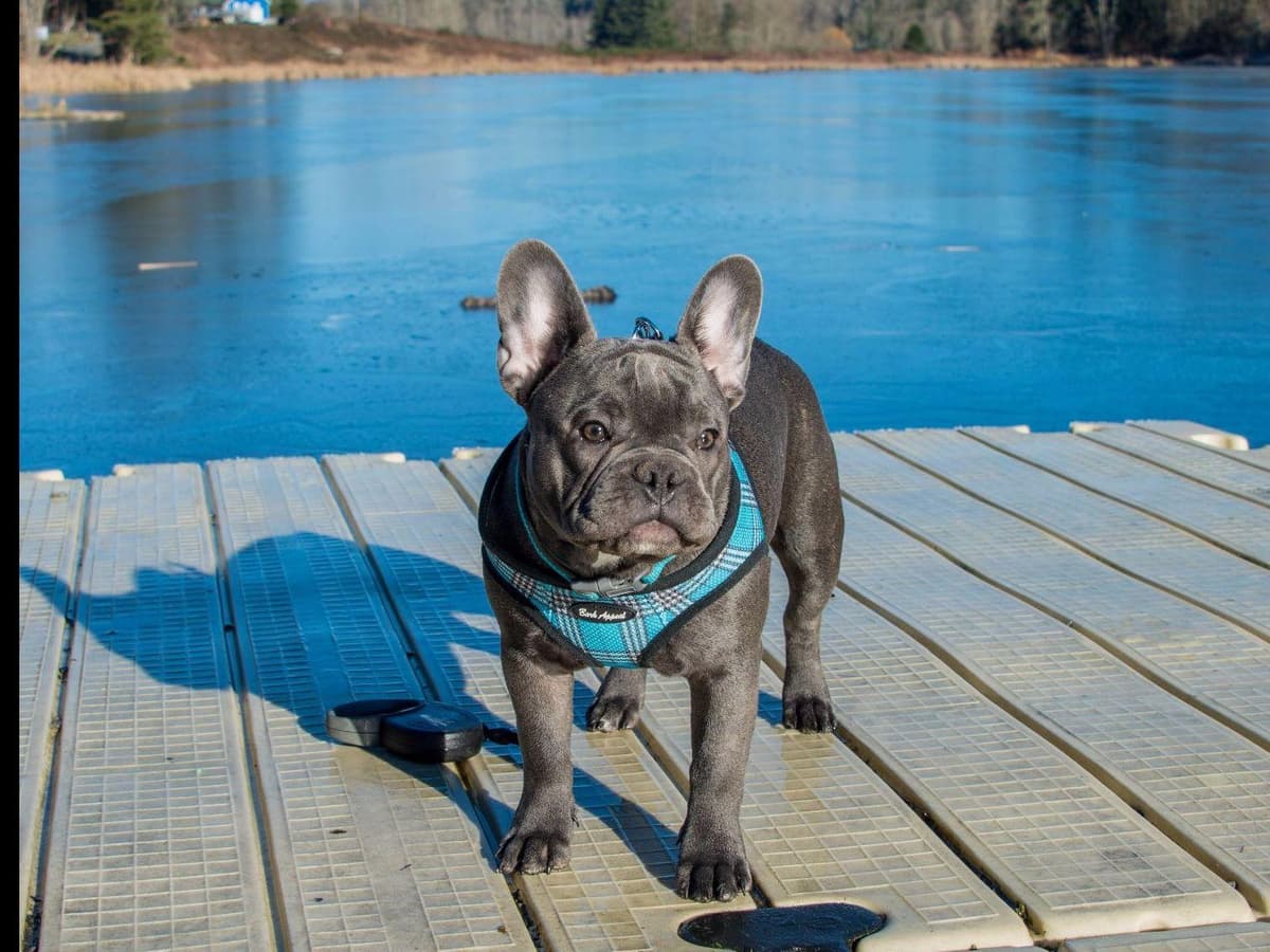 French Bulldog Puppies breeder image 11