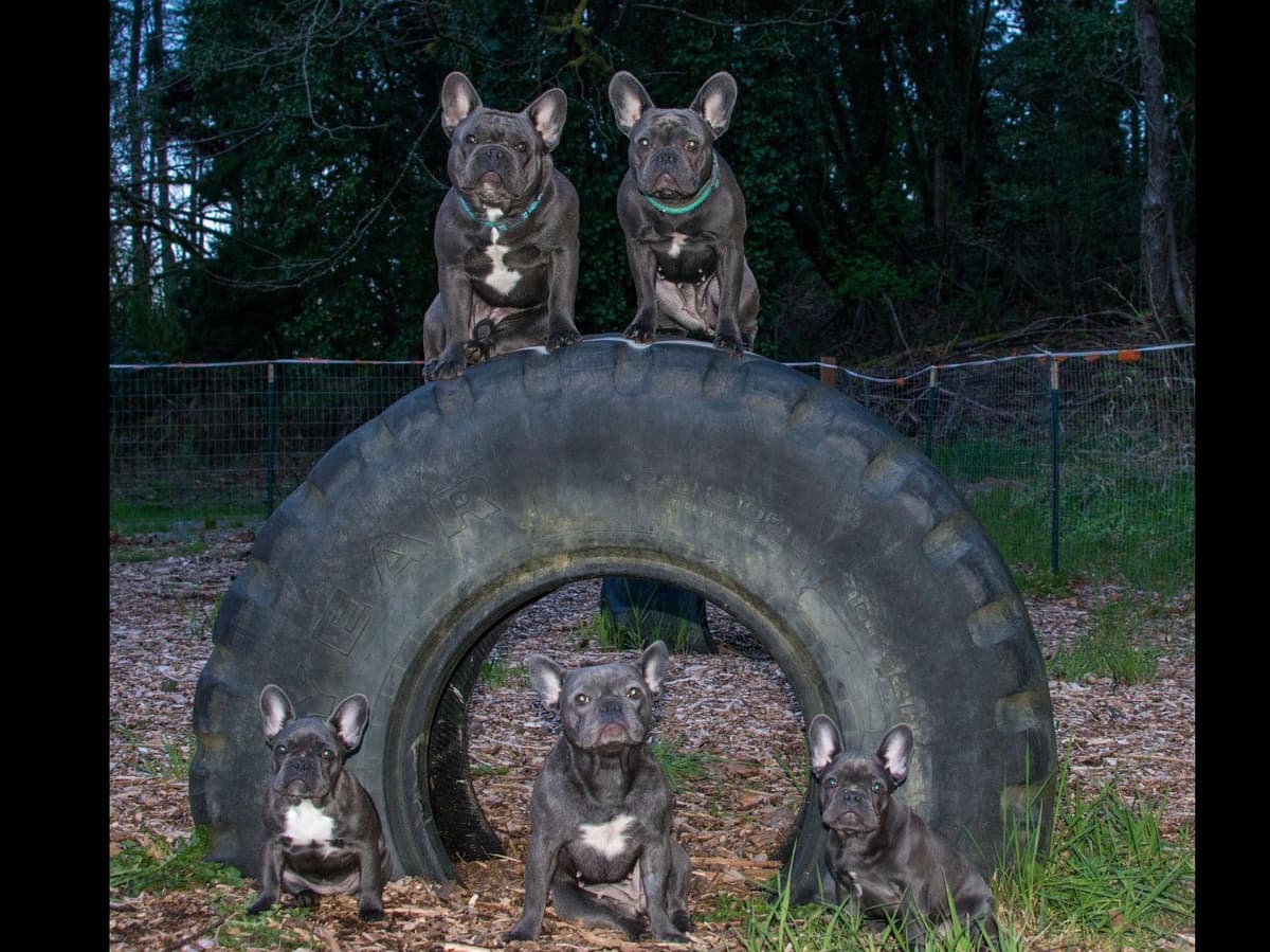 French Bulldog Puppies breeder image 10