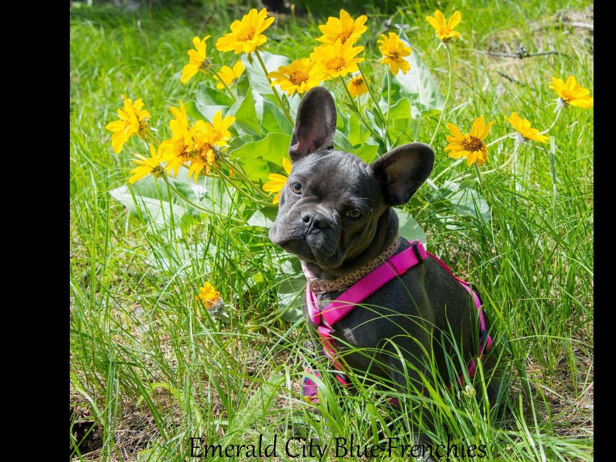 French Bulldog Puppies breeder image 9