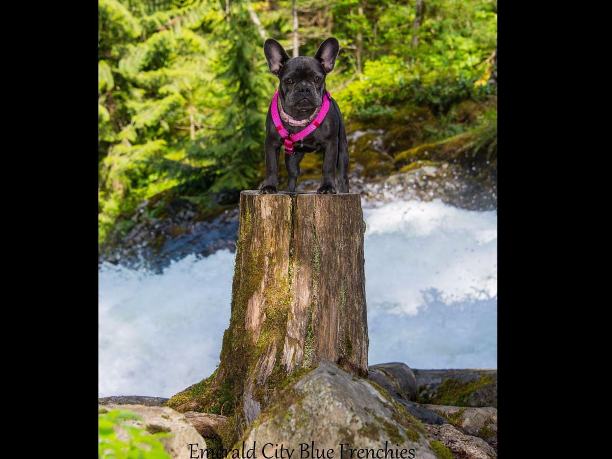 French Bulldog Puppies breeder image 8