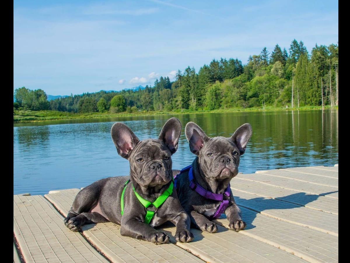 French Bulldog Puppies breeder image 7
