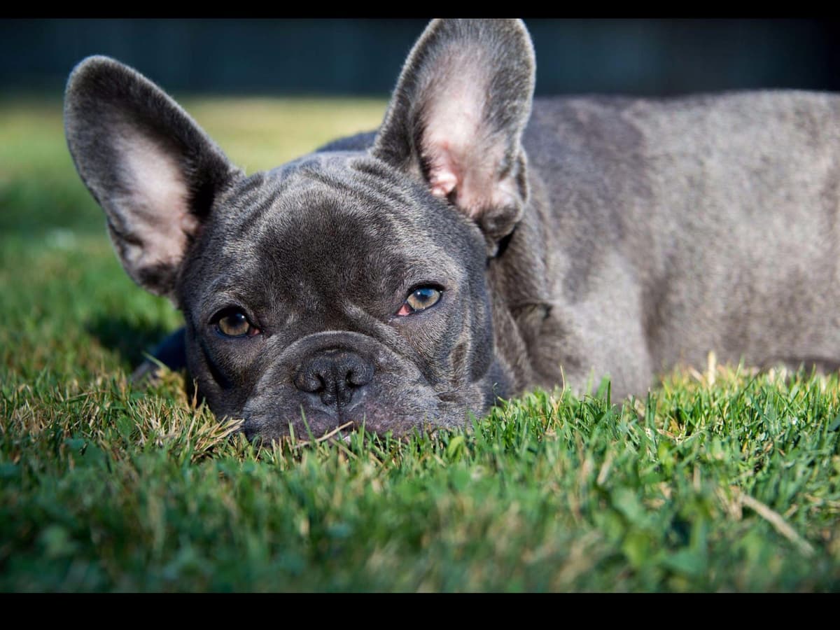 French Bulldog Puppies breeder image 6