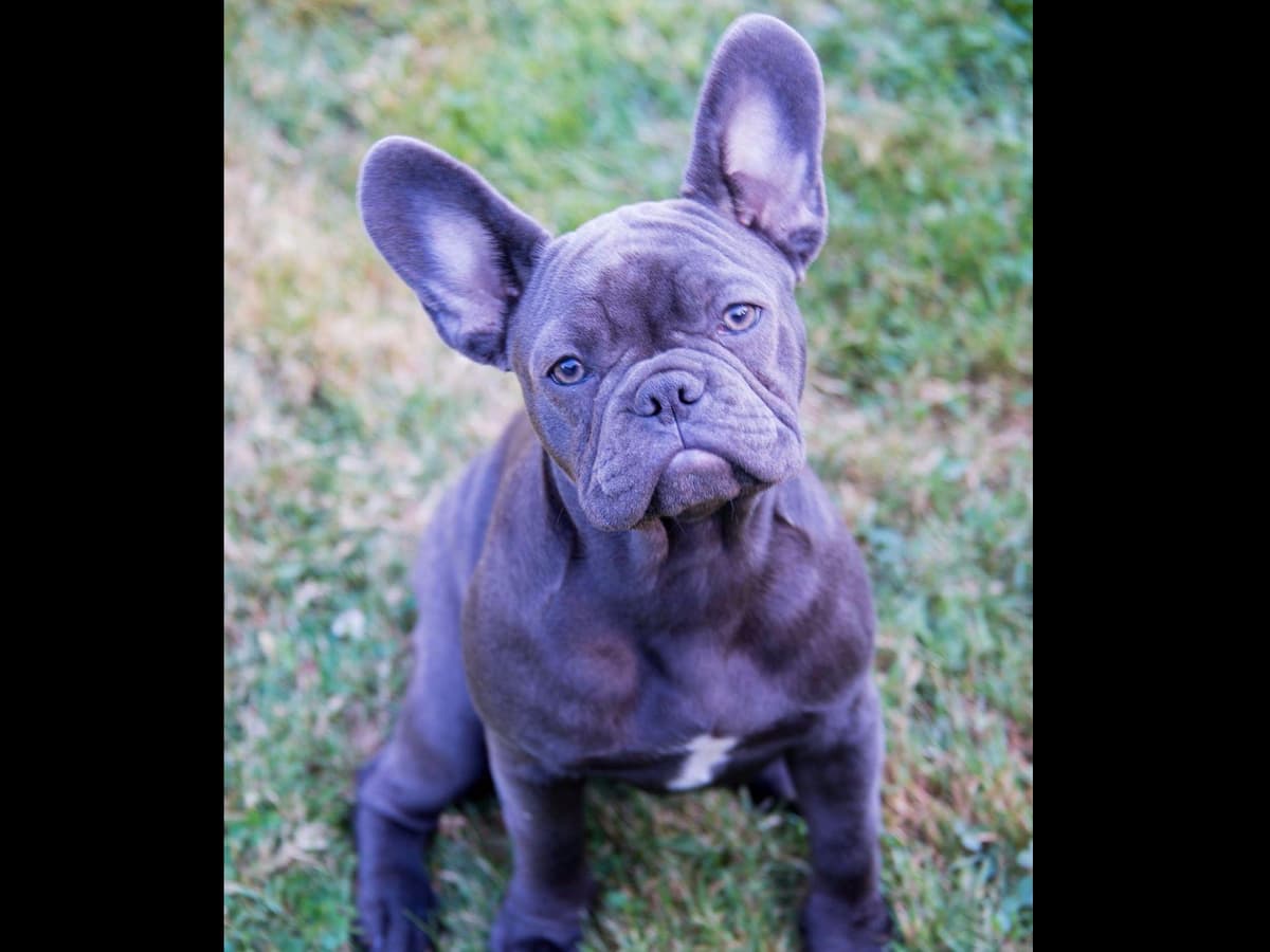 French Bulldog Puppies breeder image 5
