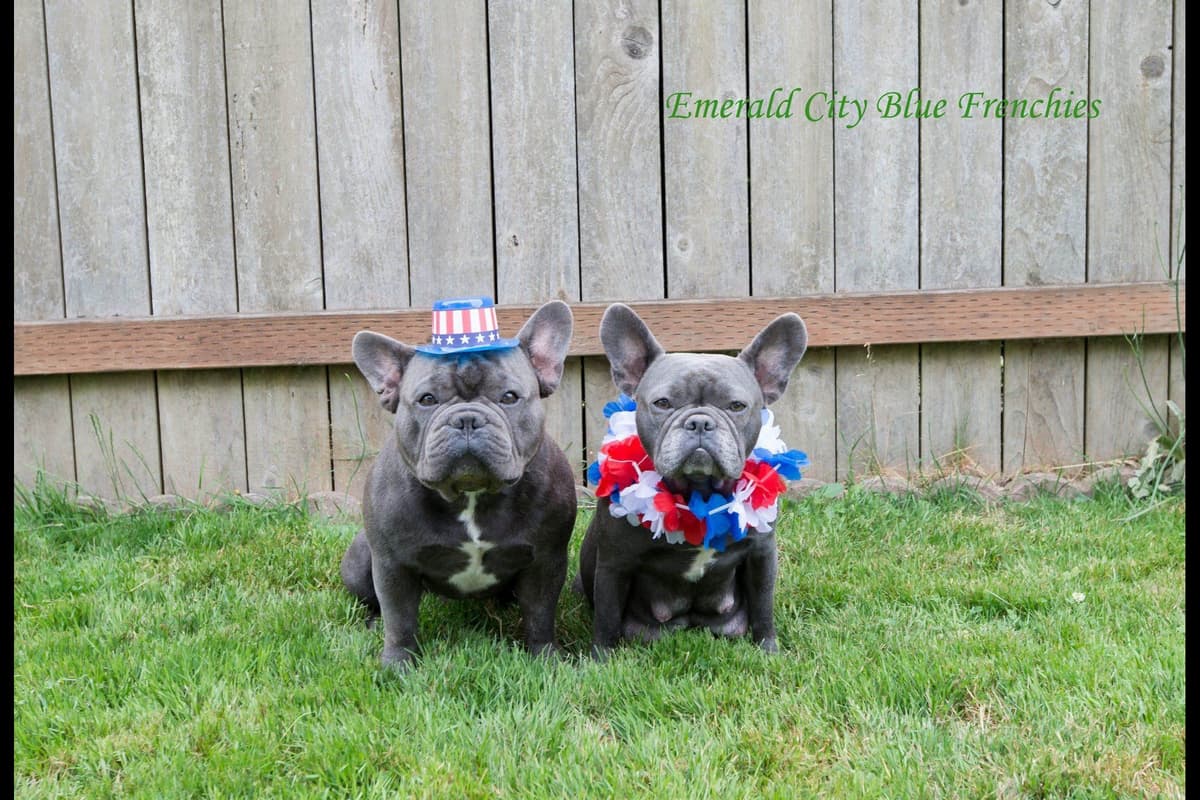 French Bulldog Puppies breeder image 3