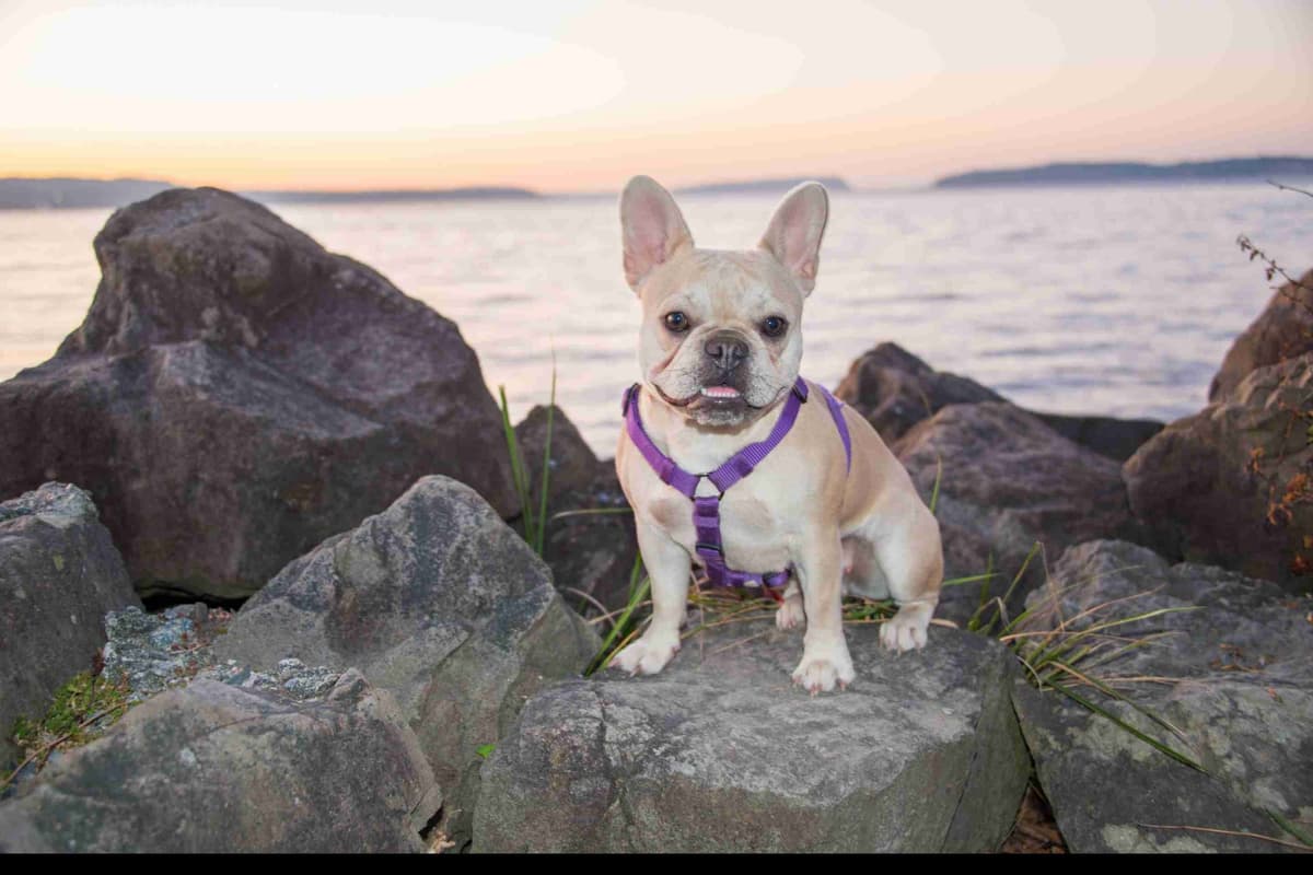 French Bulldog Puppies breeder image 14
