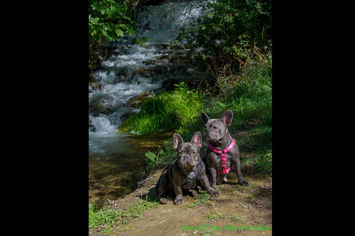 French Bulldog Puppies breeder image 15