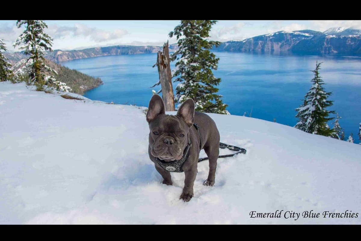 French Bulldog Puppies breeder image 17