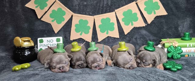 French Bulldog Puppies media 2