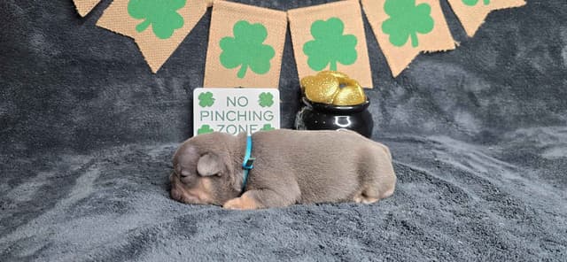 French Bulldog Puppies media 3