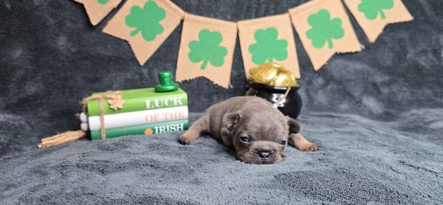French Bulldog Puppies media 4
