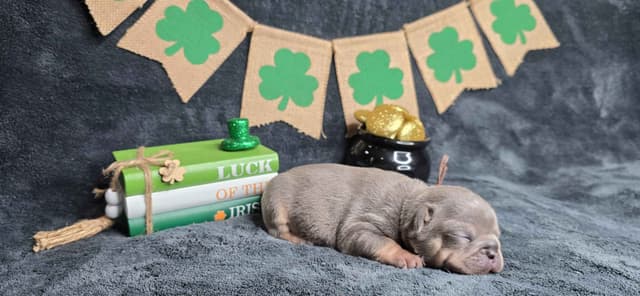 French Bulldog Puppies media 5