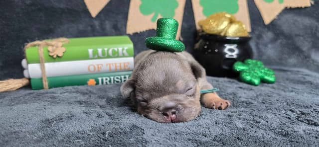 French Bulldog Puppies media 6