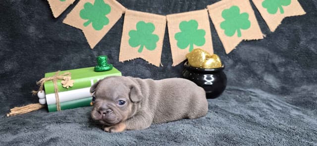 French Bulldog Puppies media 7