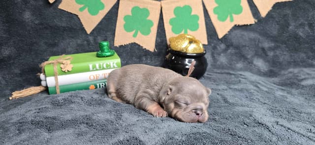 French Bulldog Puppies media 8