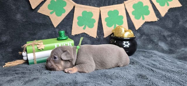French Bulldog Puppies media 9