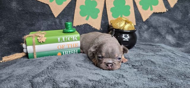 French Bulldog Puppies media 10