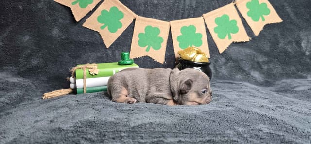 French Bulldog Puppies media 11