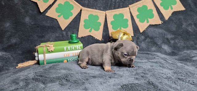 French Bulldog Puppies media 12