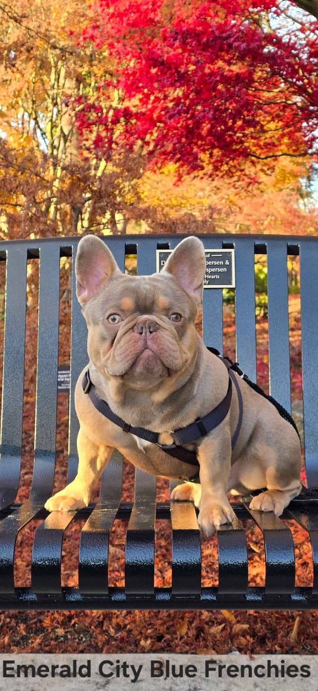 French Bulldog Puppies media 13