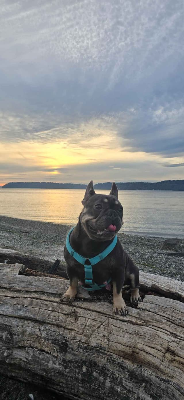 French Bulldog Puppies media 14