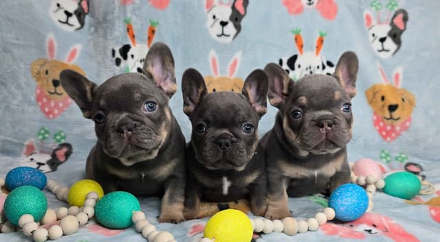 French Bulldog Puppies media 15