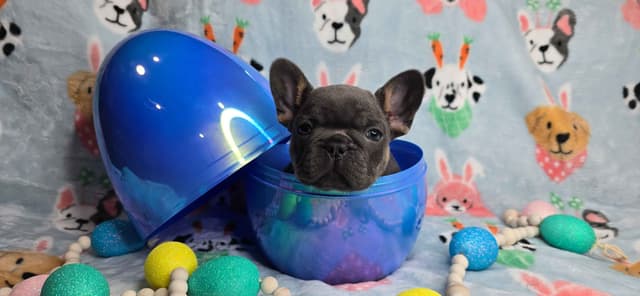 French Bulldog Puppies media 16