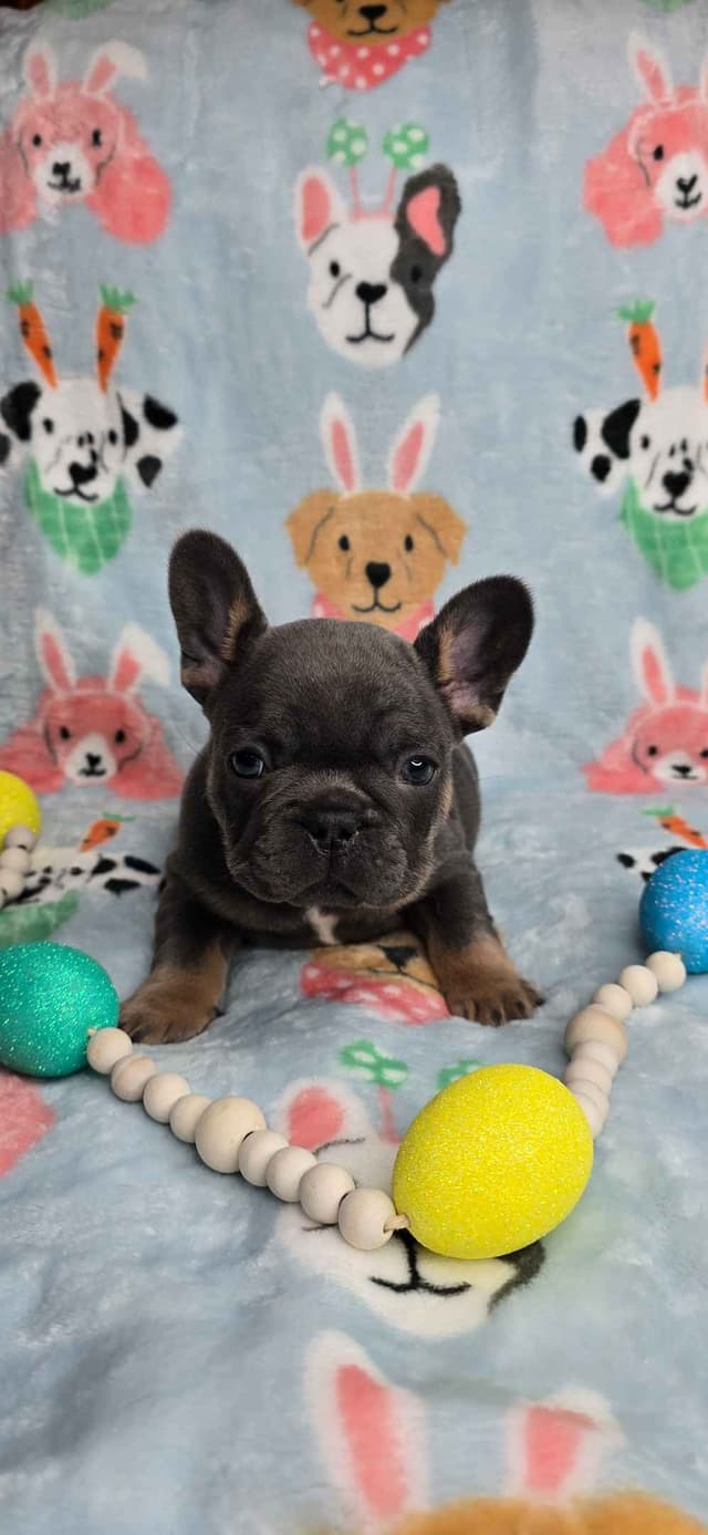 French Bulldog Puppies media 17